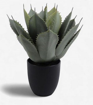 Potted Artichoke Agave Plant