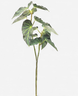 Large Green Begonia Foliage Stem