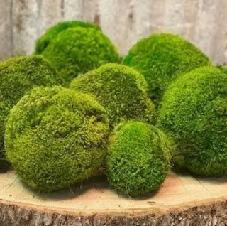 Moss Ball -Hand Made - M 6"