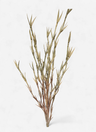 A dried decorative plant stem with slender tan and brown branches, photographed upright against a plain white background.