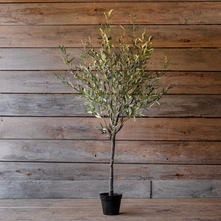 Spanish Olive Tree - 78"