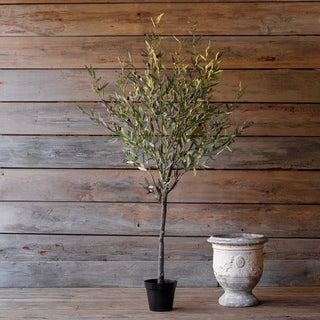 Spanish Olive Tree - 78"