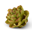 Green Artichoke