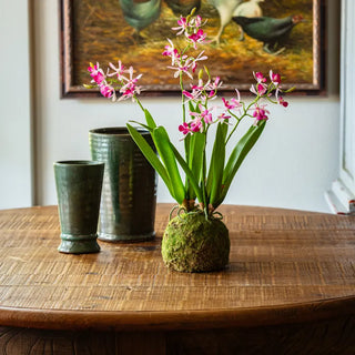 Moss pot with pink orchids on a wooden table, with green cups and a painting in the background.