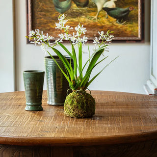 A potted plant with long green leaves and clusters of small white flowers sits on a wooden table indoors, with two dark green vases and a framed painting in the background.