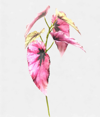 Small Pink Begonia Foliage Stem