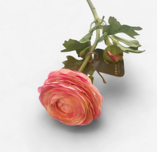 Ranunculus