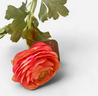 Ranunculus