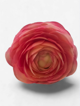 Ranunculus