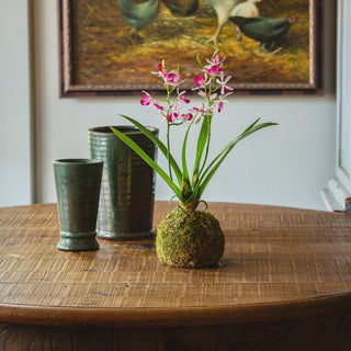 Moss ball with pink orchids on a wooden table with ceramic vases, framed painting in the background.