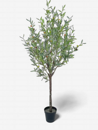 Spanish Olive Tree - 78"