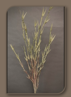 Green Foam Branch