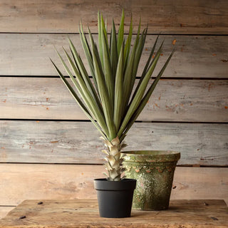 Potted Yucca Plant