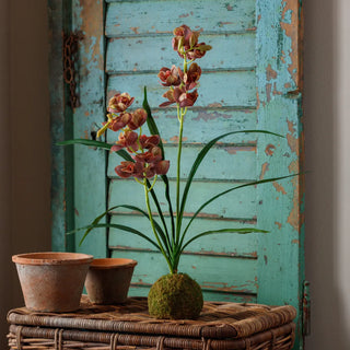 Orchid plant on a wooden table with a rustic door in the background
